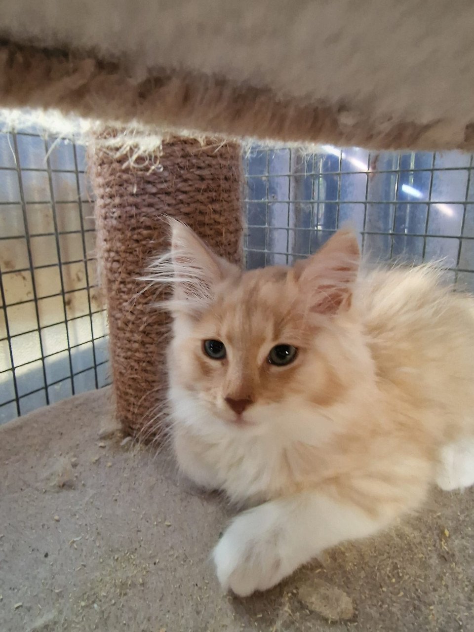 Te koop mooie lieve stoere Maine Coon katertje