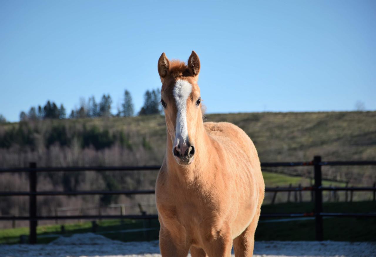 6-jarige PRE Palomino merrie