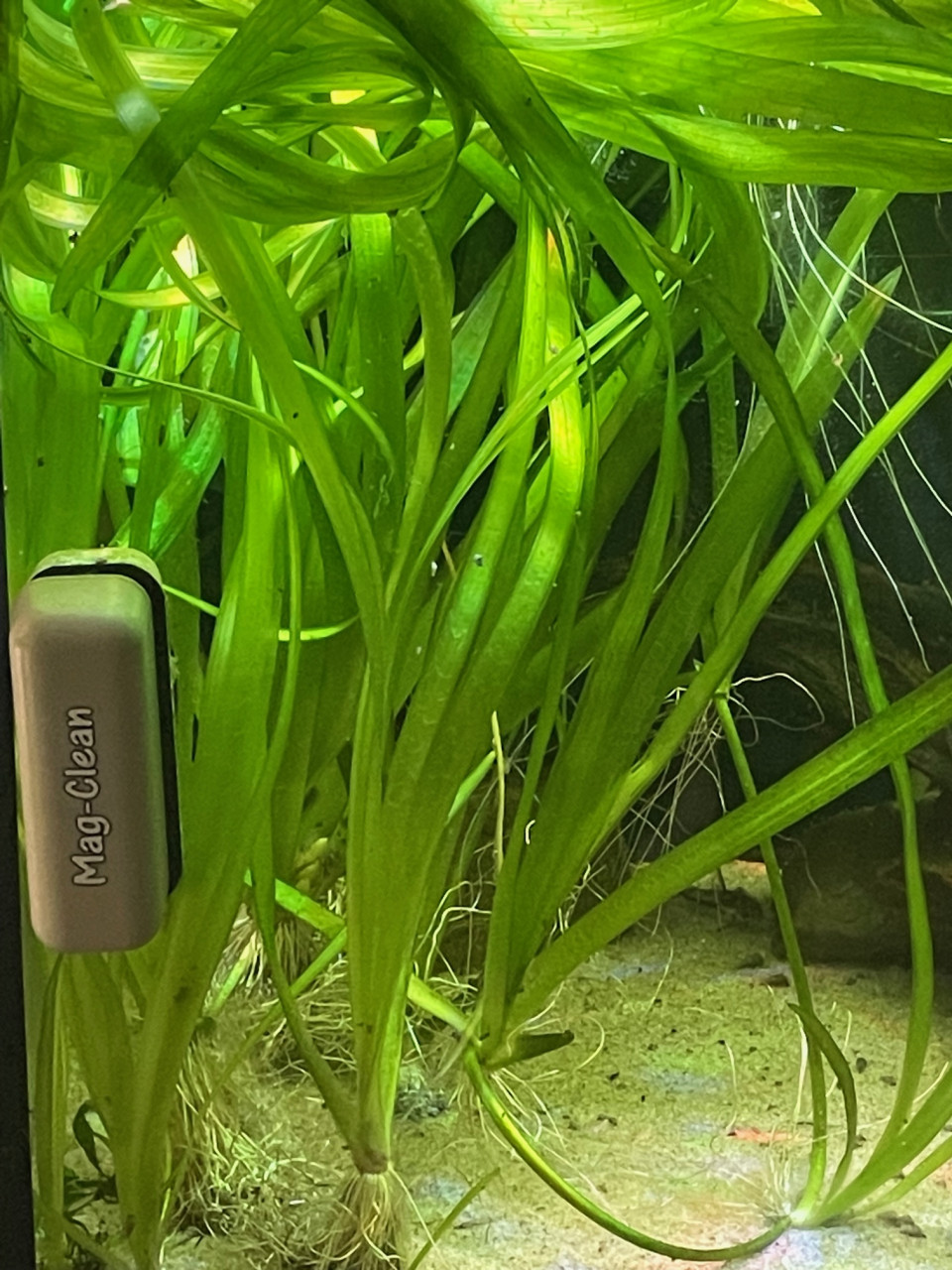 Vallisneria Gigantea