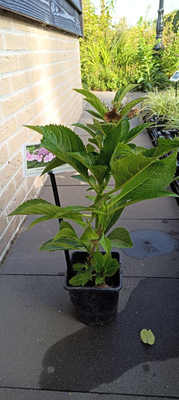 Mooie Hortensia's te diverse kleuren en soorten ! Nu 3 voor €10,-