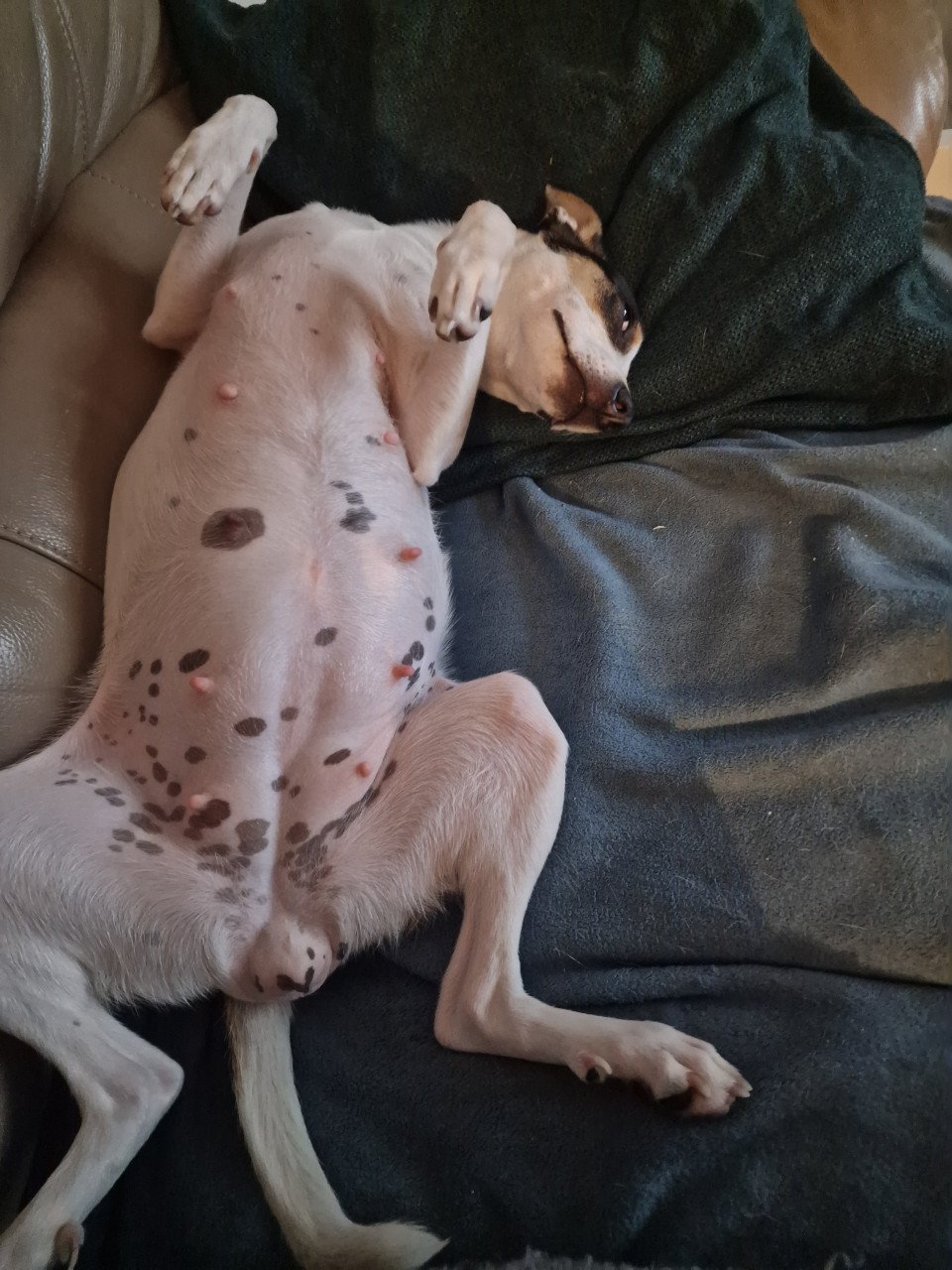 Binnenkort boerenfox pups