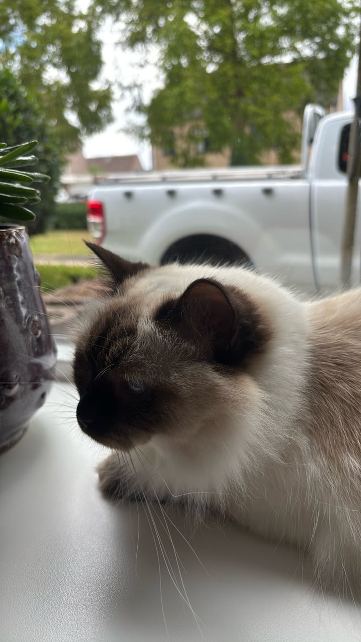 Ragdol poes