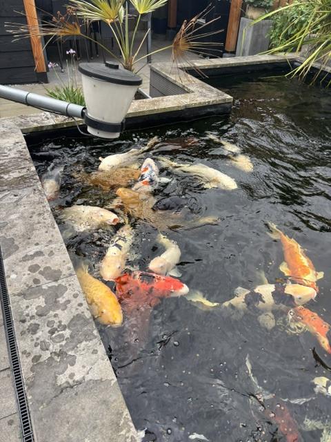 Koi vissen