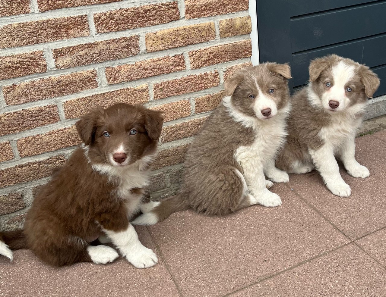 Border collie puppies