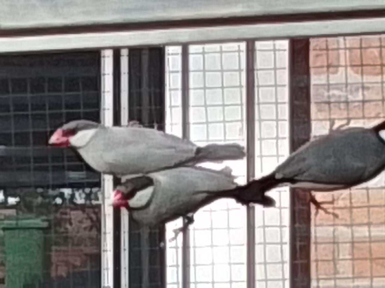 Rijstvogel man