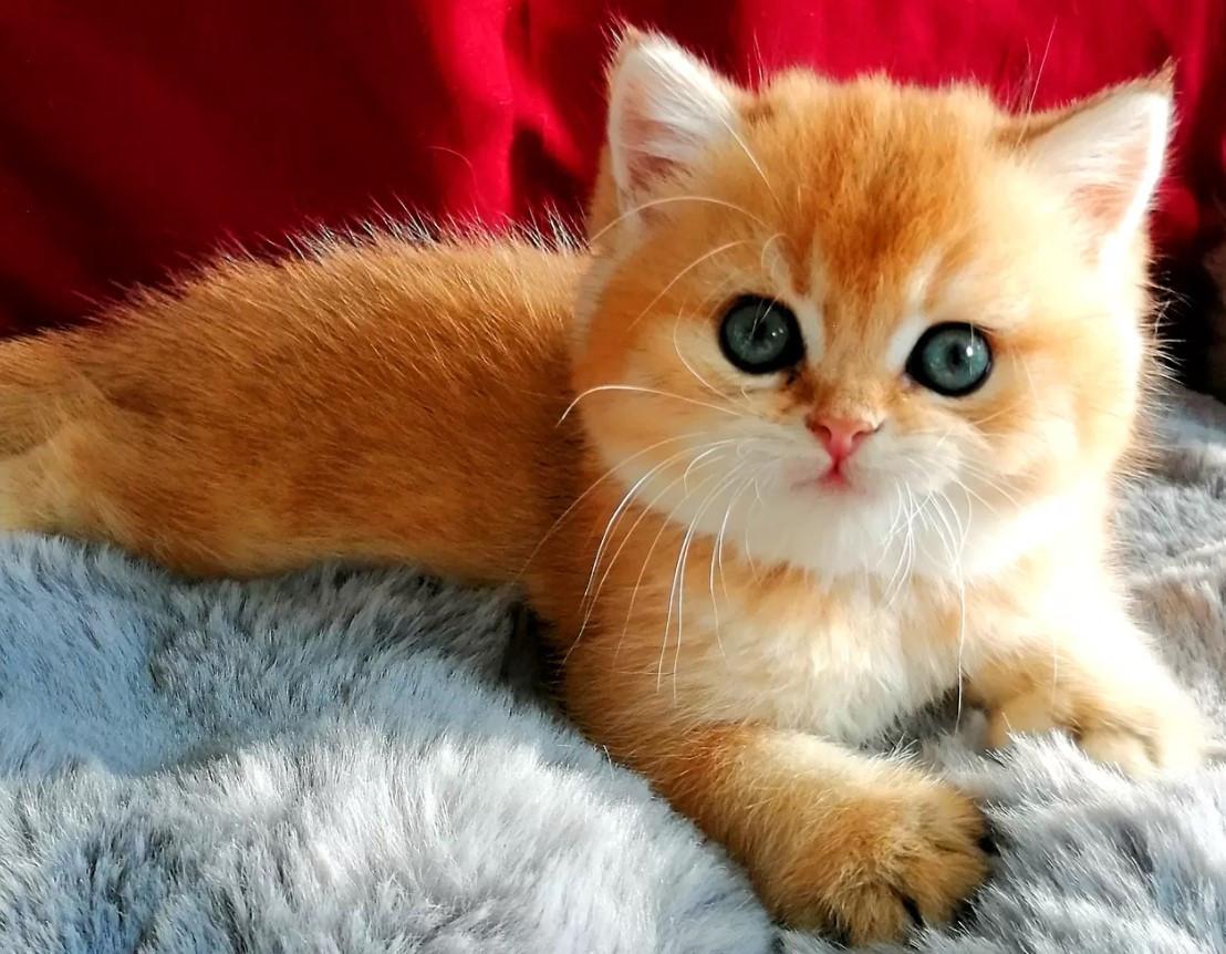 Britse korthaar kittens