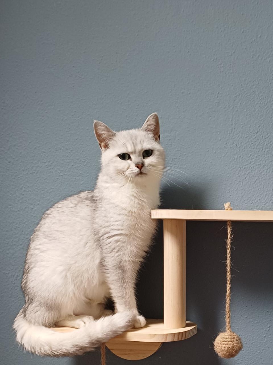 We zoeken voor onze 2 lieve Brits Korthaar poezen een nieuw huisje.