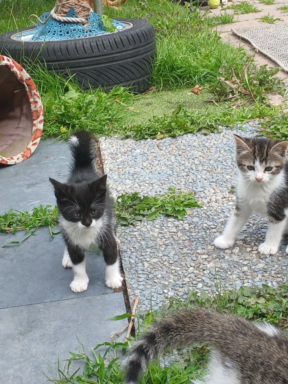 Gratis kittens