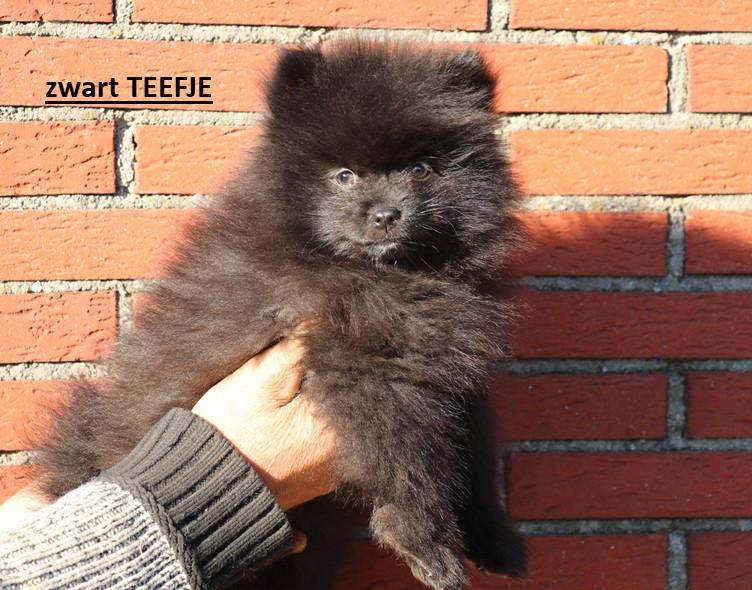 Pomeriaan pups beschikbaar