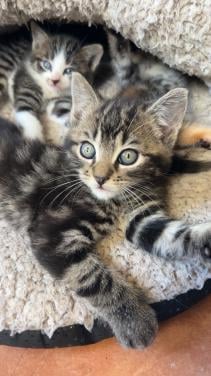 Kitten gereserveerd