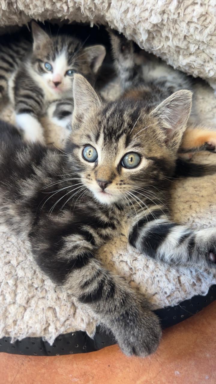 Kitten gereserveerd