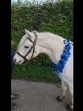 Lieve welsh-B pony