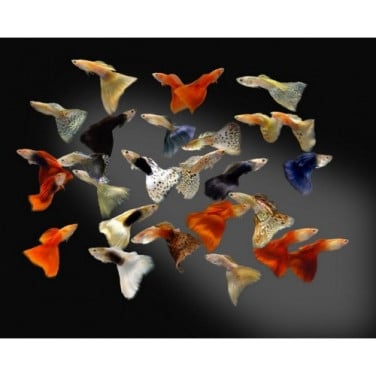 Mooie gezonde guppies