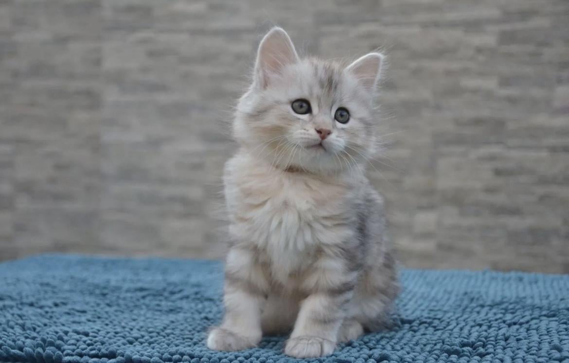 Nestje schattige kittens (nog 4)