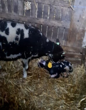 Schaap schapen lam lammeren lammetjes