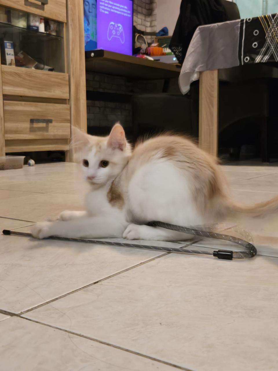 Maine coon kittens met stamboom NOG 1