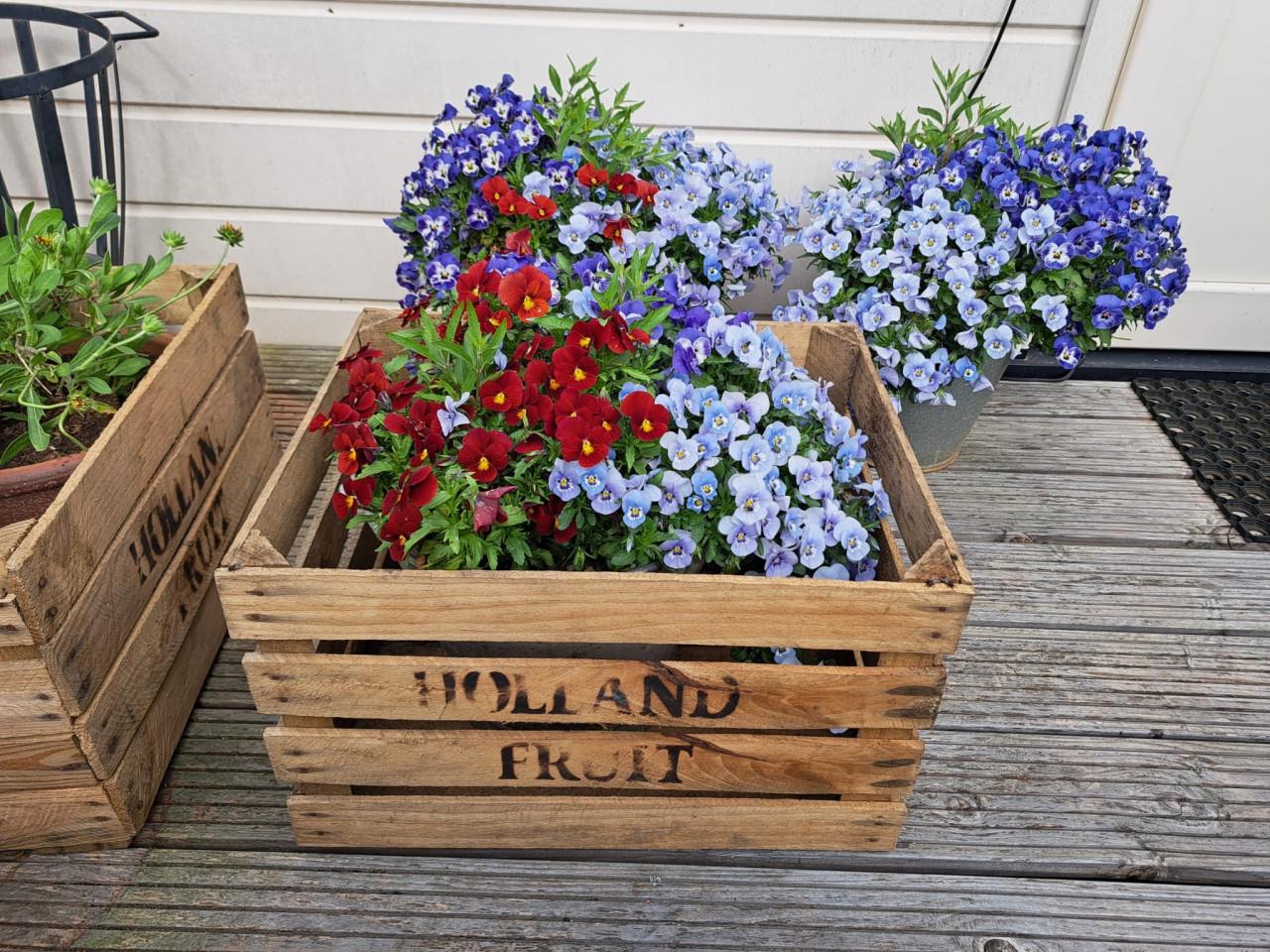 Fruitkist veilingkist