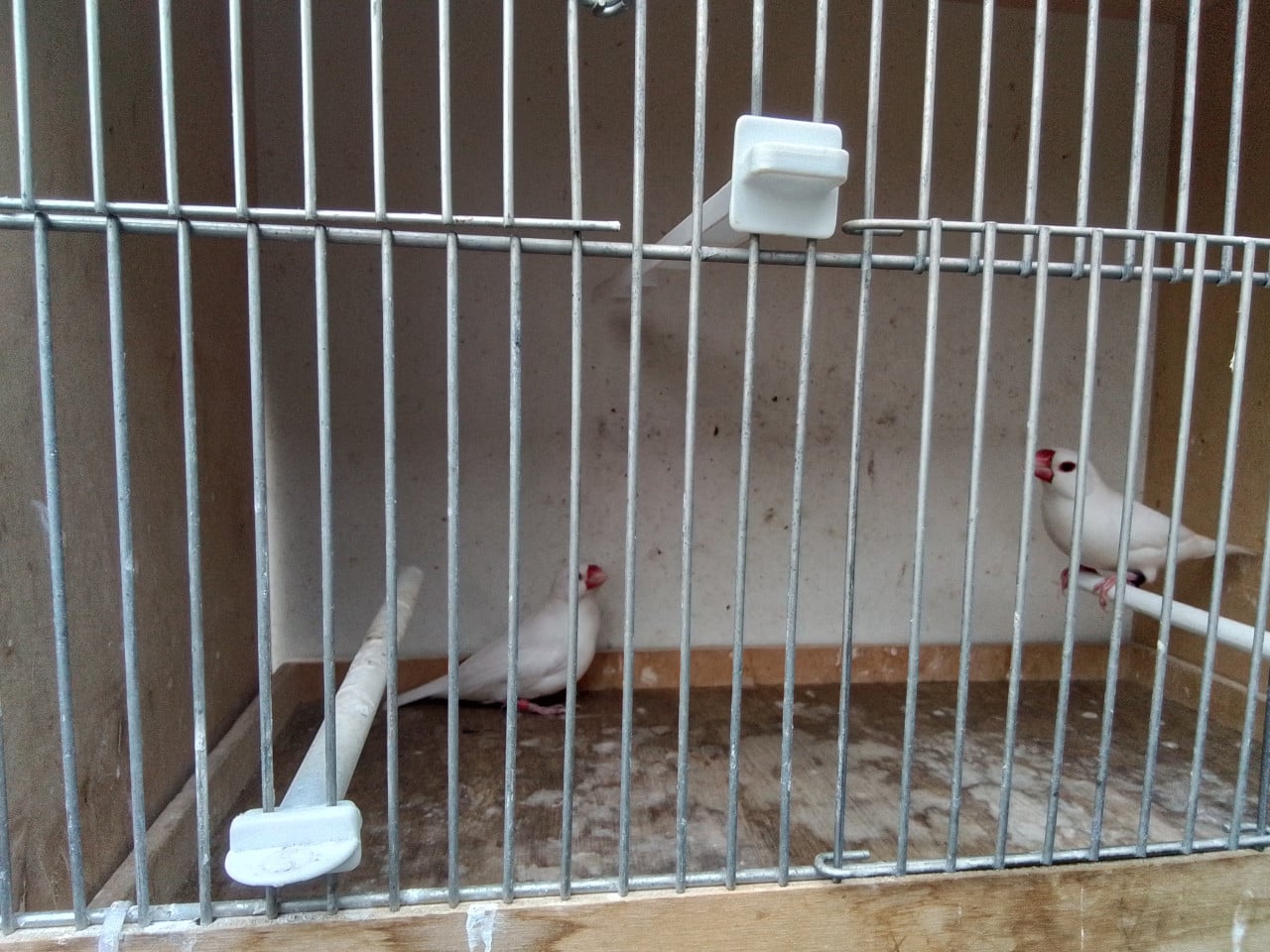 Koppel witte rijstvogels