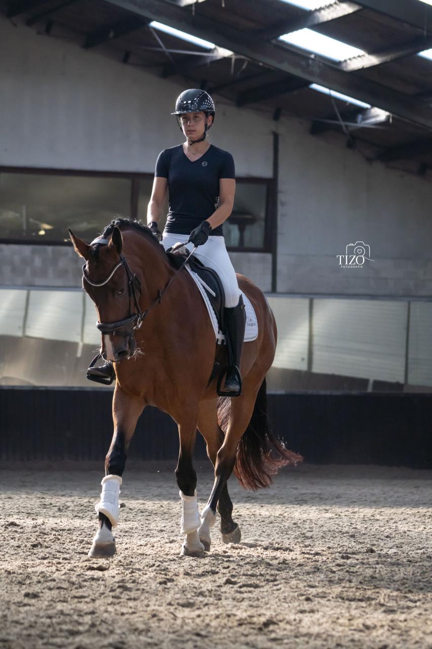 5 jarige merrie v. Mexpression
