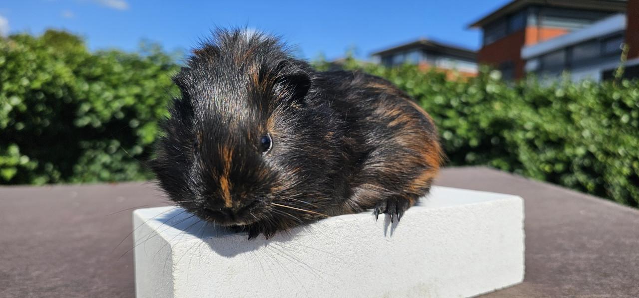 3 cavia beertjes zoeken een huisje