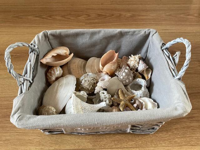 Onderwater tafereeltje en schelpen