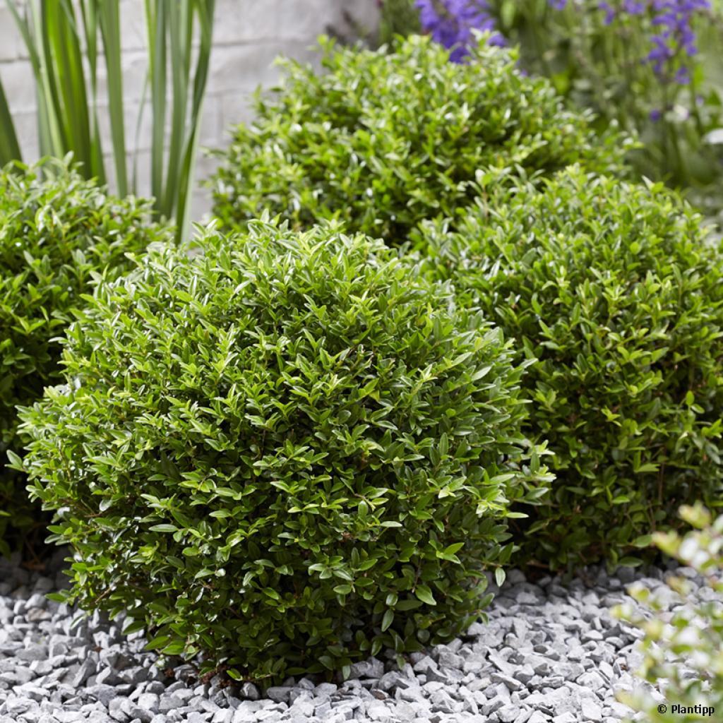 Buxusvervanger Lonicera Nitida Maigrun,struikkamperfoelie, bolvorm, 20/30