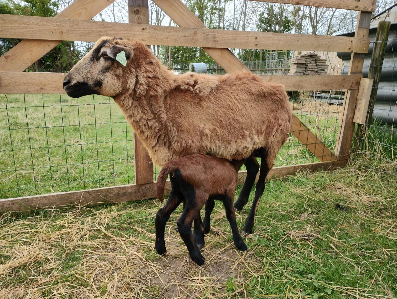 Schapen barbados black belly
