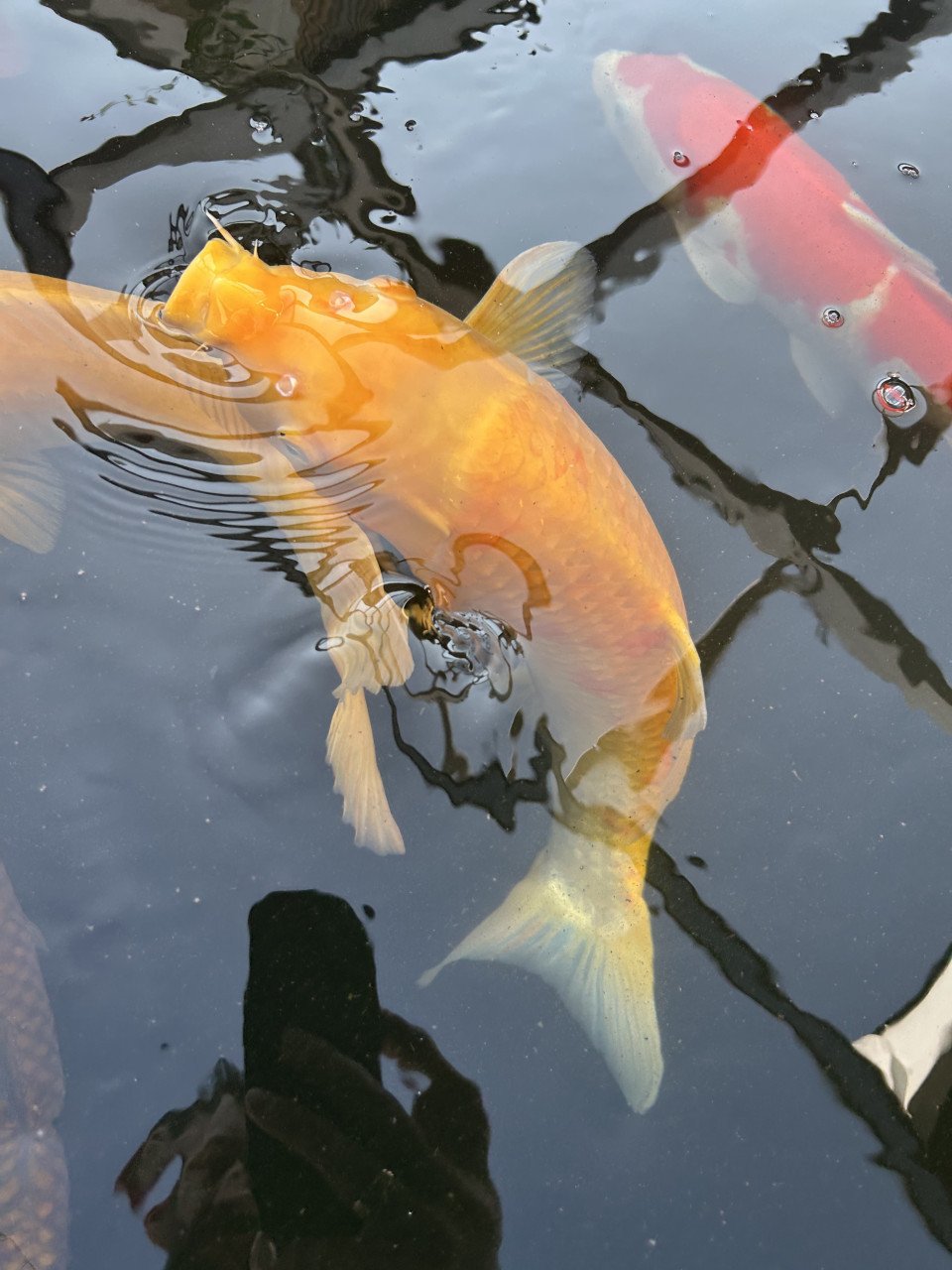 Drie leuke koi