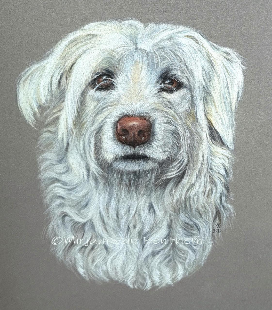 Dierportret in opdracht