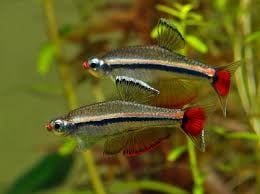 Vietnamese Danio