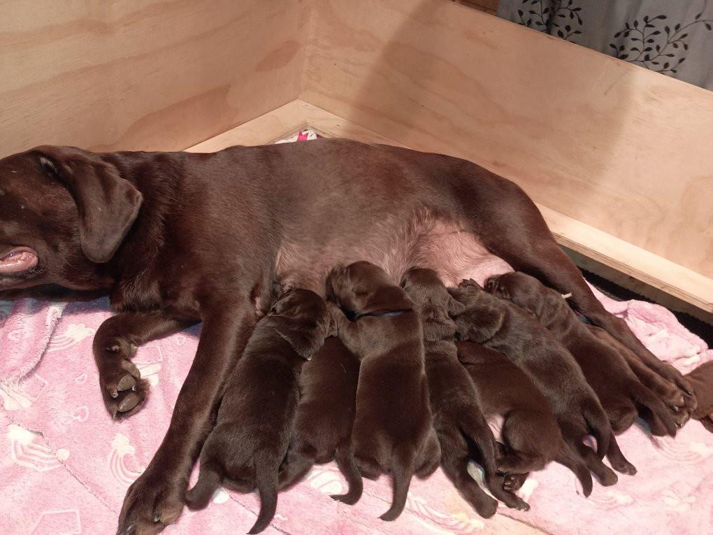6 labrado puppy's