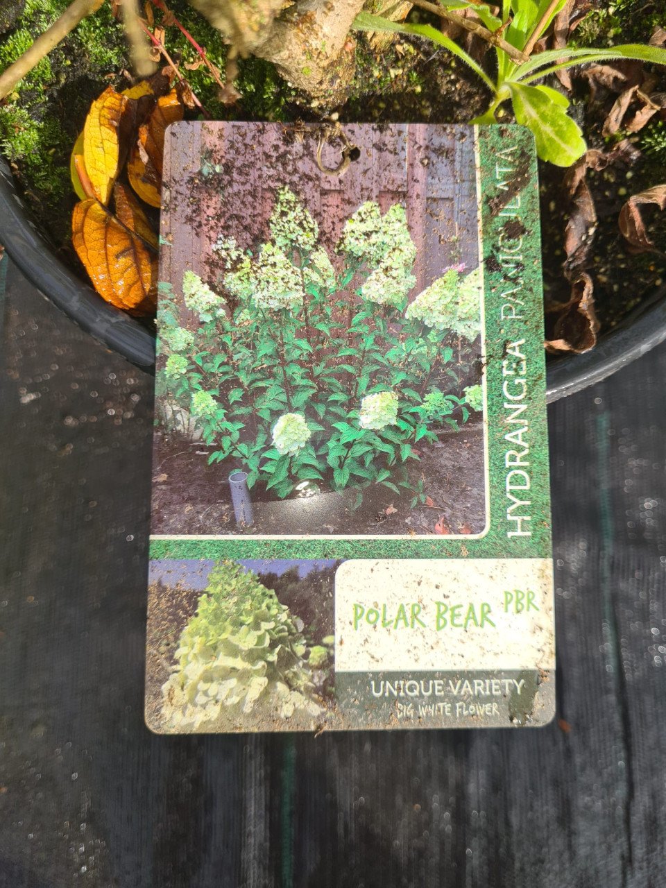 Pluimhortensia Polar Bear