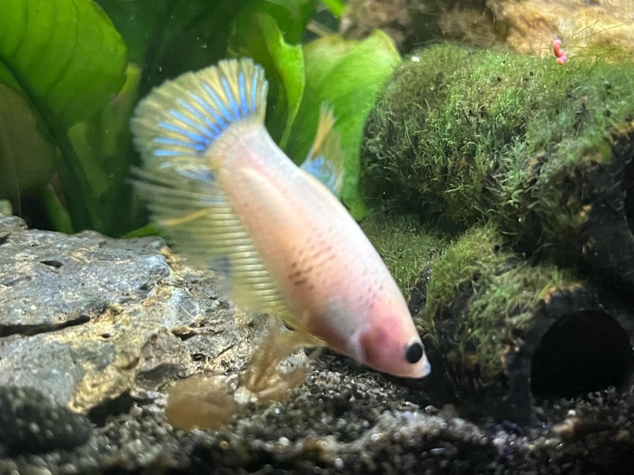 Betta vissen vrouw geel, blauw