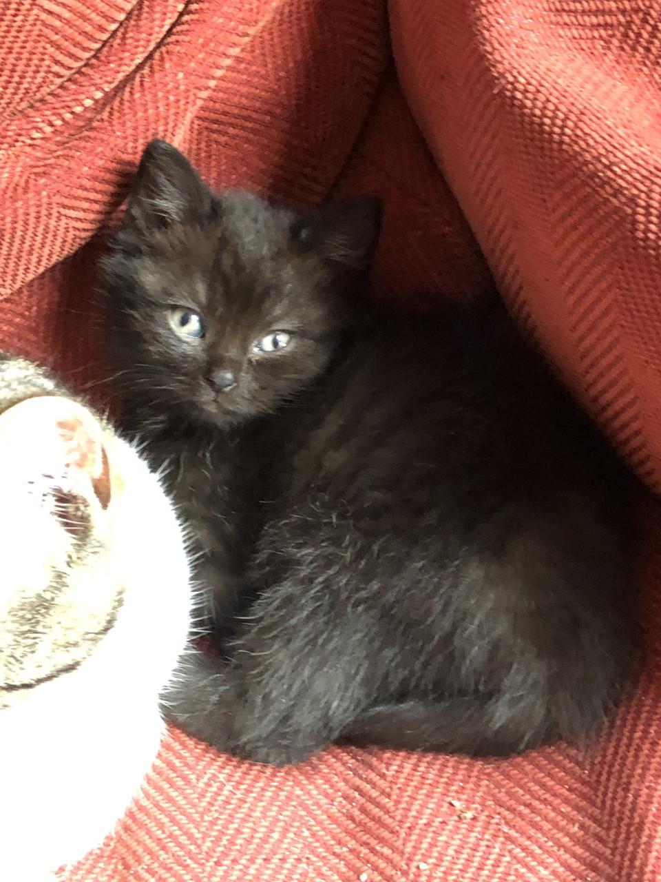 Lieve kittens