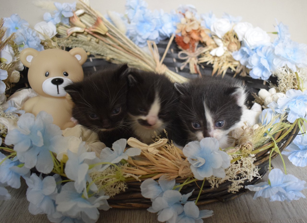 3 lieve kittens zoeken 3 sterren mandje