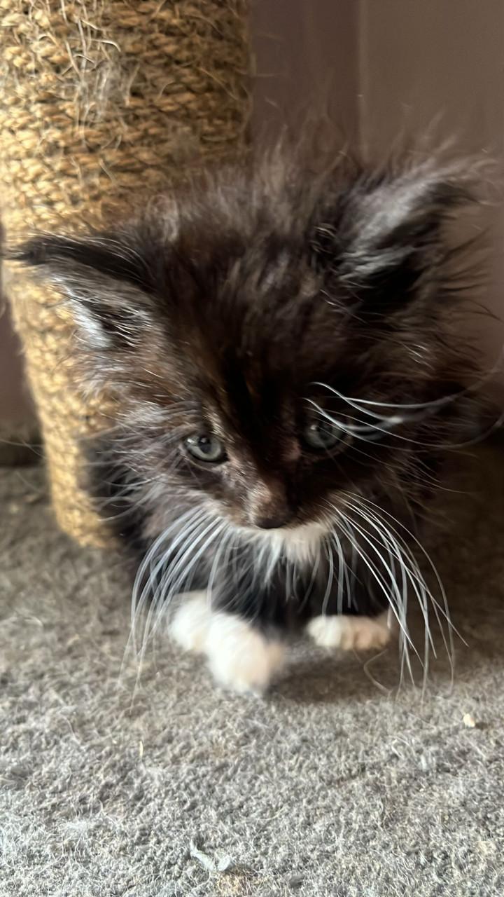 Maincoons kittens te koop