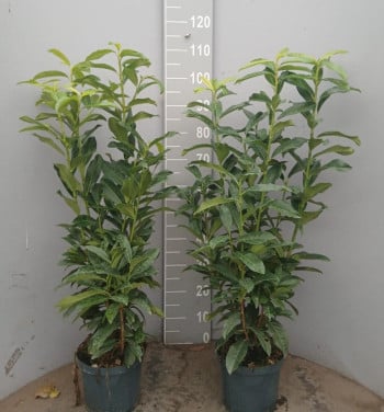 Prunus Genolia haagplanten 80-100 cm Topprijs! OP=OP
