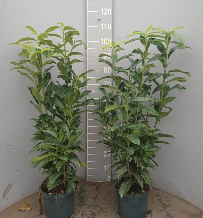 Prunus Genolia haagplanten 80-100 cm Topprijs! OP=OP