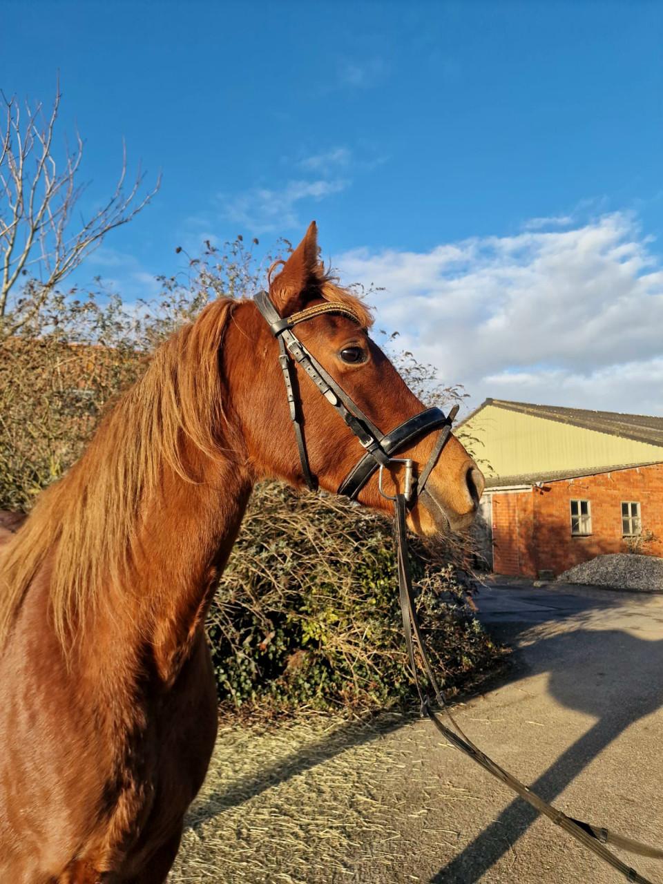 Lieve arabier merrie