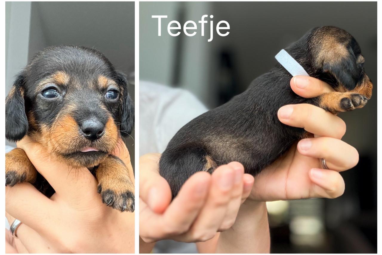 De Liefste Teckel pups