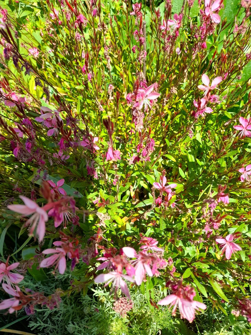 Gaura Lindheimeri/prachtkaars