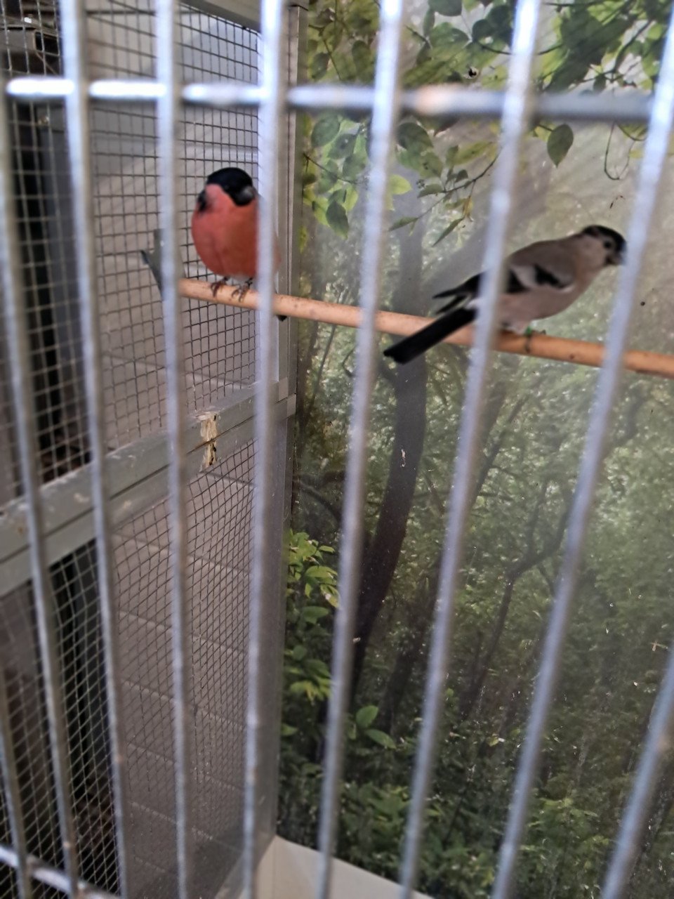 Vogels