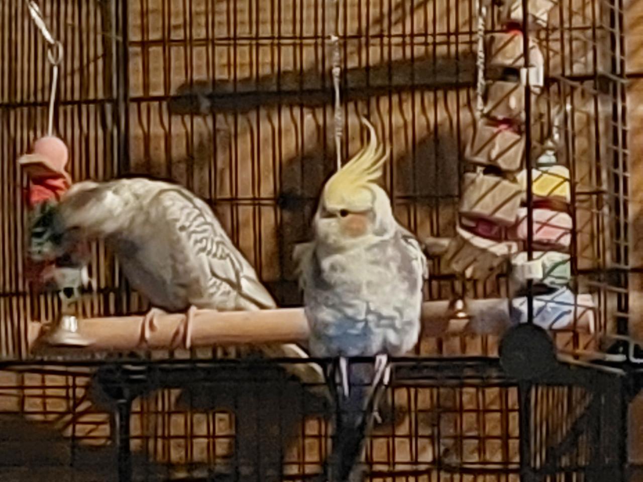 Valkparkieten 4 gratis