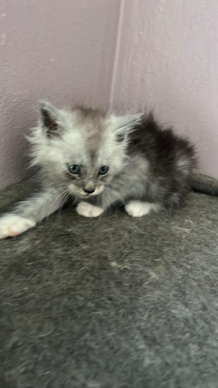 Maincoons kittens te koop