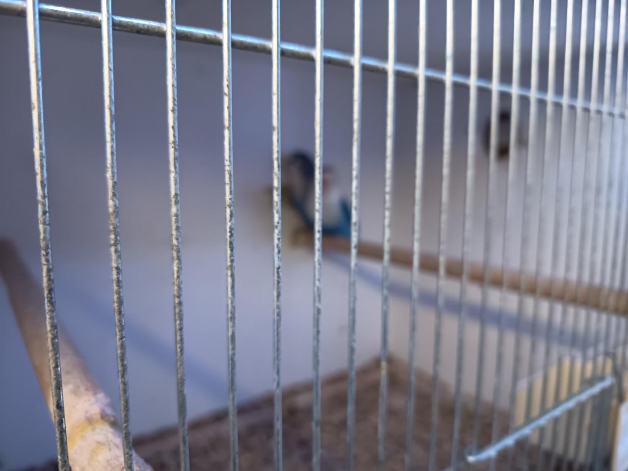 8 agapornissen met kooi en alle toebehoren