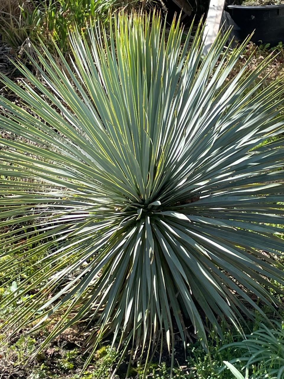 Palmbomen en Yucca’s