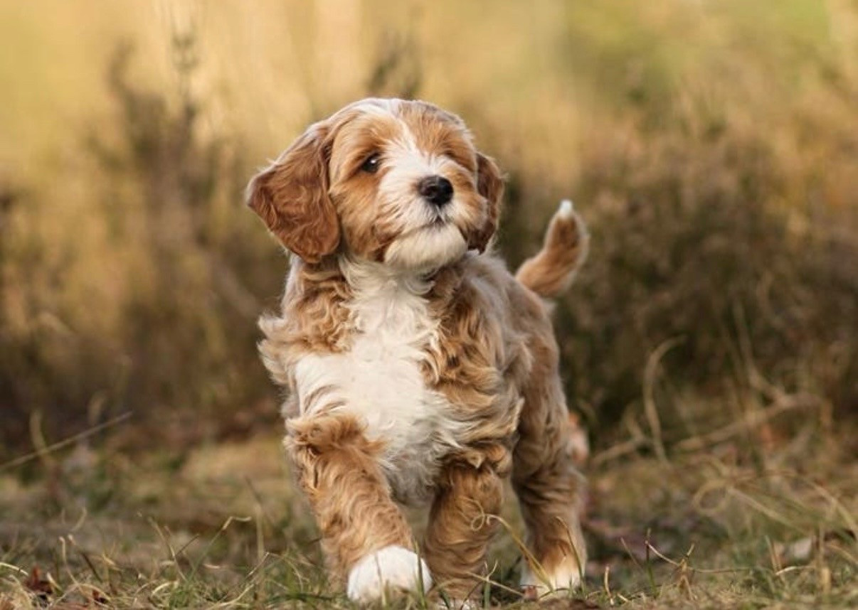 Rode labradoodle dekreu | Getest | Bewezen nakomelingen