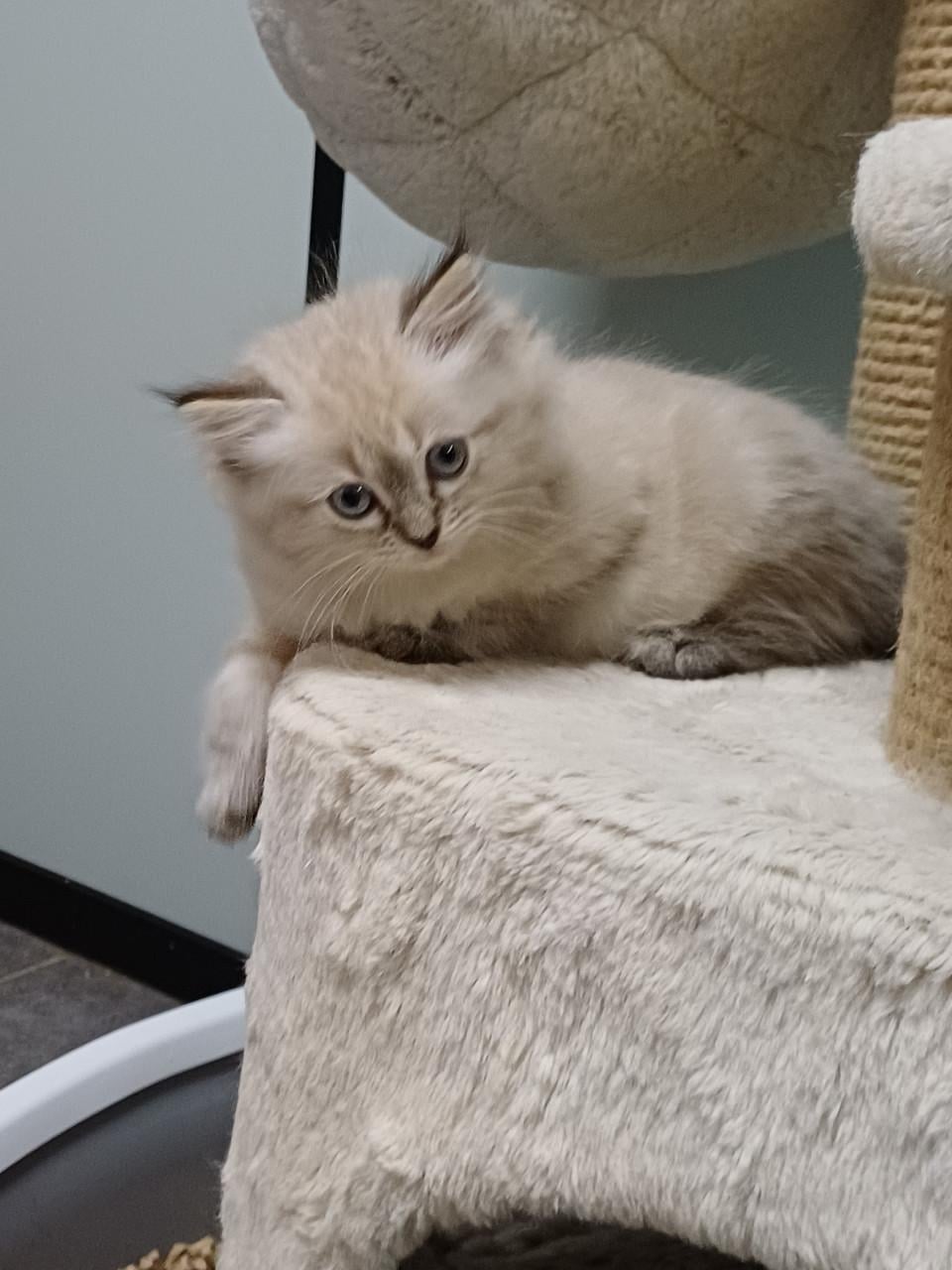 2 prachtige Ragdoll kittens beschikbaar (2 poesjes)