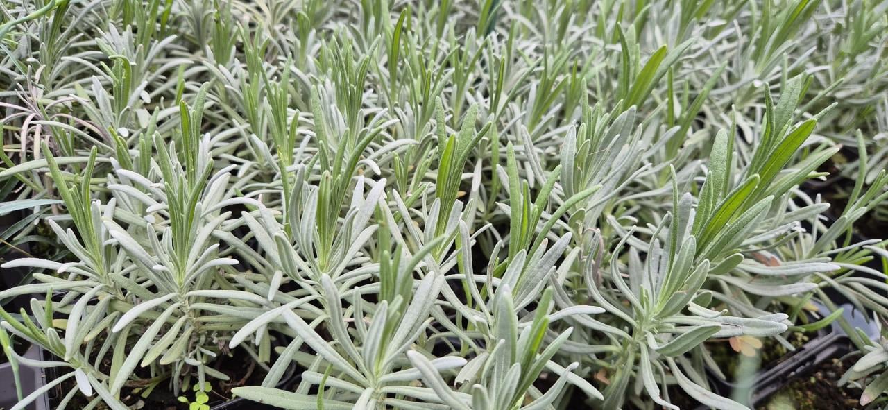 Vaste planten, verantwoord gekweekt