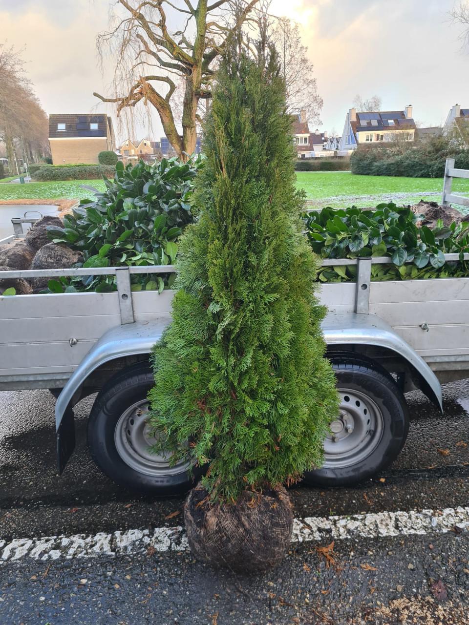Thuja Smaragd coniferen in alle maten leverbaar